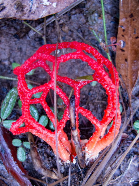 Basket Fungus (<i>Colis fusiformis</i>). Carnarvon National Park..