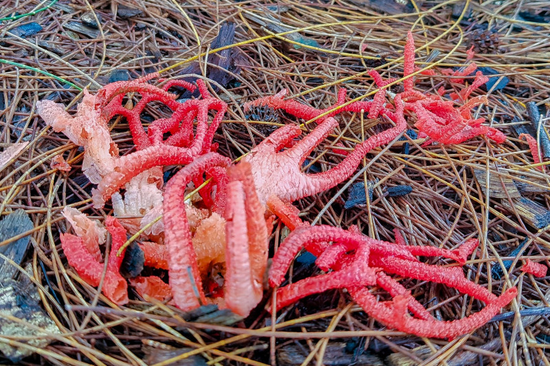 Craypot or Basket Fungus (<i>Colus pusillus</i>), Shorncliffe, Brisbane.