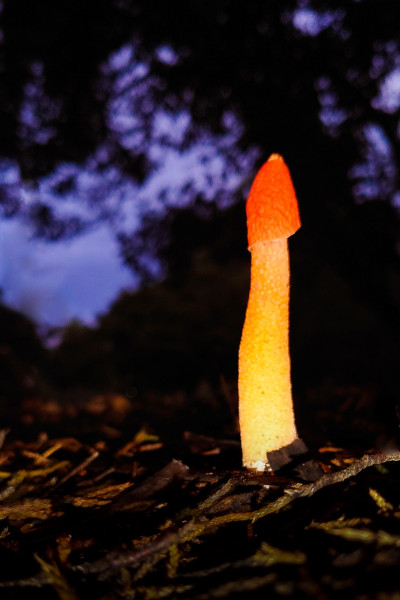 <i>Phallus rubicundus</i>. Queens Park, Toowoomba.