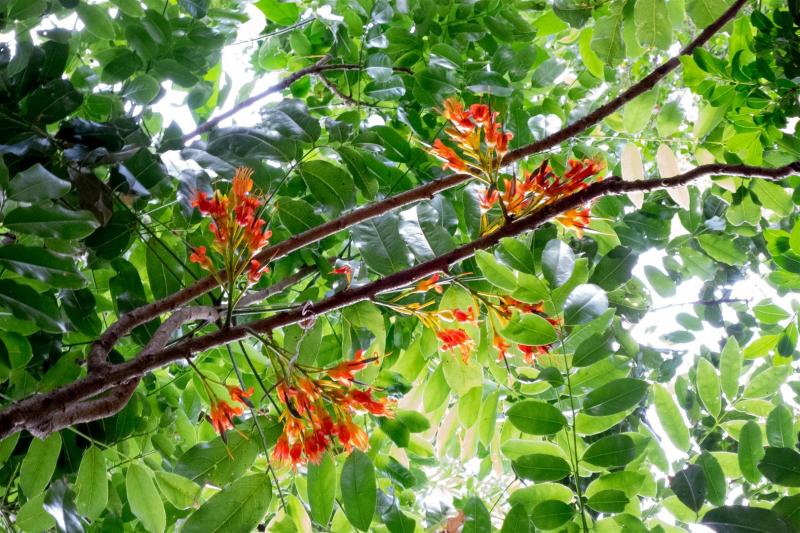 Black Bean flowers