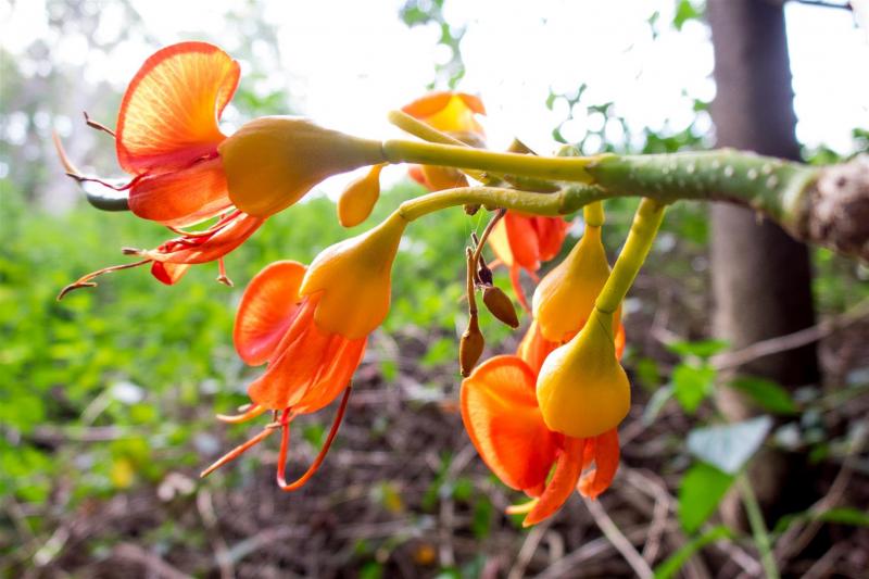 Black Bean flowers