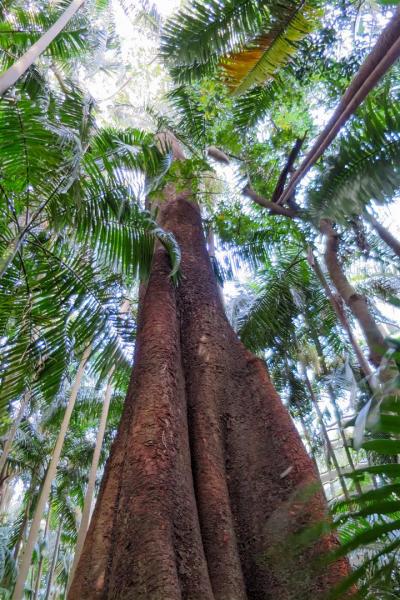 Rainforest giants rise above the Piccabeen Palms