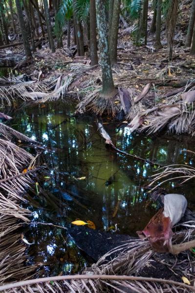 Rainforest reflections.