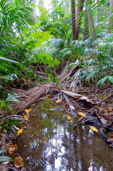 Deep within the small park,  a few Tree Ferns survive.