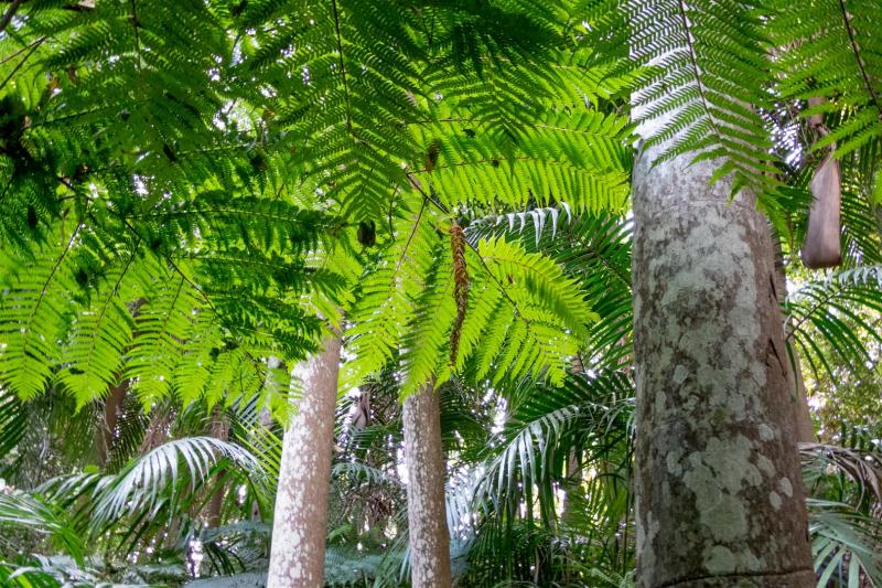 Tree ferns along the creek.