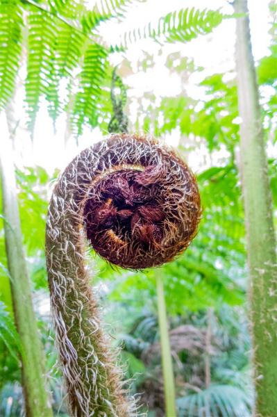 Tree Fern.