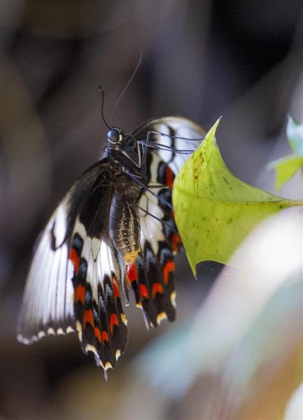 Orchard Swallowtail Butterfly.