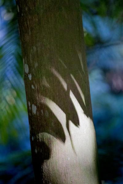 Shaded patterns on palm trees.