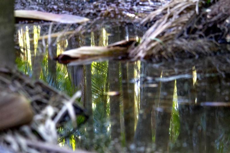 Palm-tree reflections.