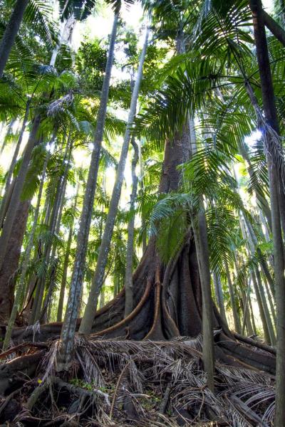 Giant fig tree and palms.