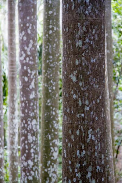 Lichens on Piccabeen Palms.