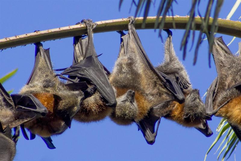 Grey-headed Flying Foxes, Pteropus poliocephalus.