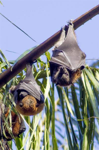 Grey-headed Flying Foxes, Pteropus poliocephalus.