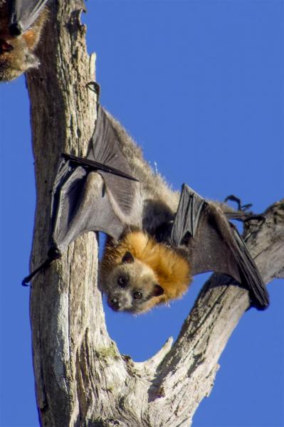 Grey-headed Flying Foxes, Pteropus poliocephalus.