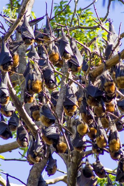 Grey-headed Flying Foxes, Pteropus poliocephalus.