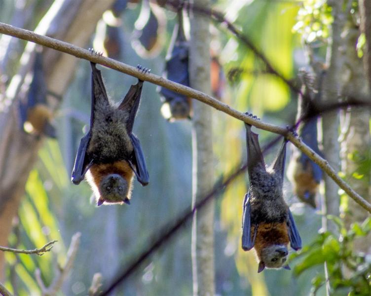 Grey-headed Flying Foxes, Pteropus poliocephalus.