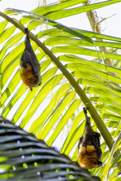 Grey-headed Flying Foxes, Pteropus poliocephalus.