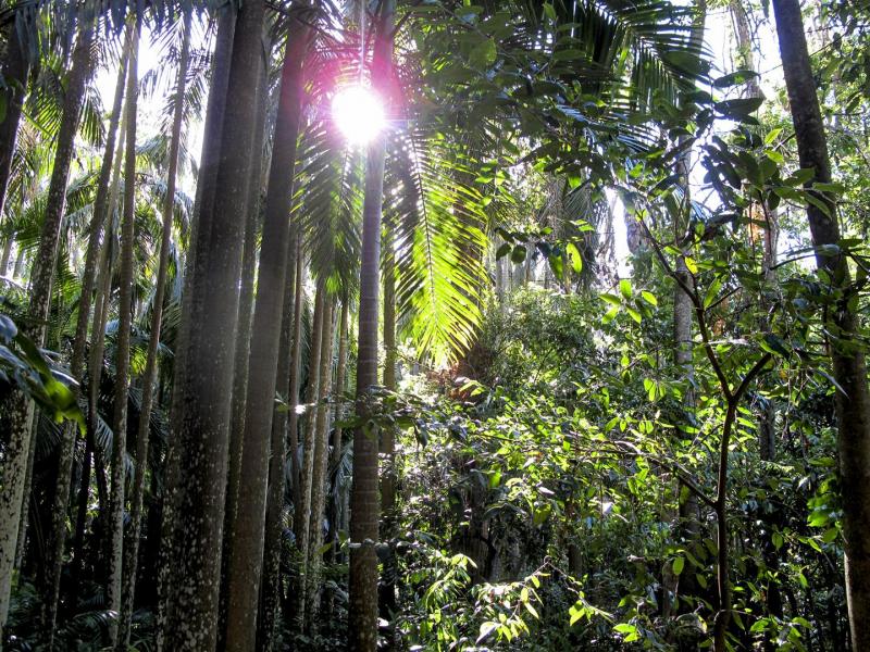 Rainforest shadows.