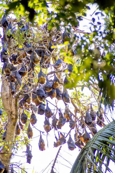 Grey-headed Flying Foxes, Pteropus poliocephalus.