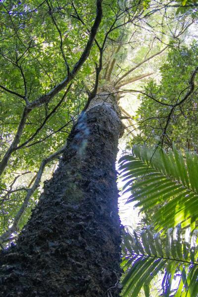 A Hoop Pine cuts through the palms.