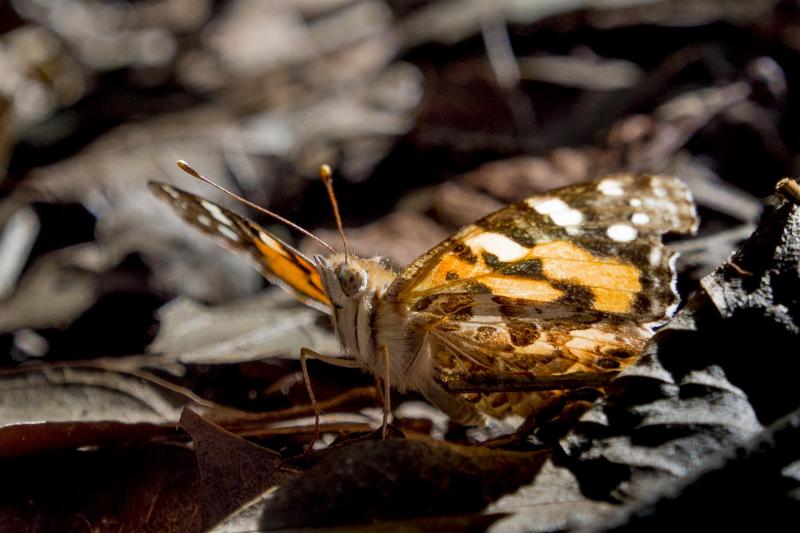 Australian Painted Lady.