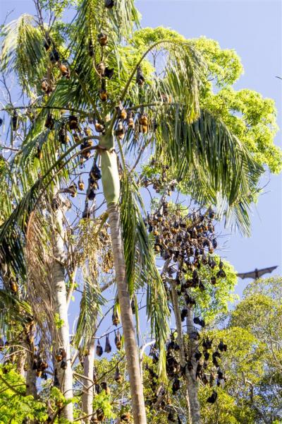 The park provides a much-needed safe refuge for a colony of Grey-headed Flying Foxes, Pteropus poliocephalus.