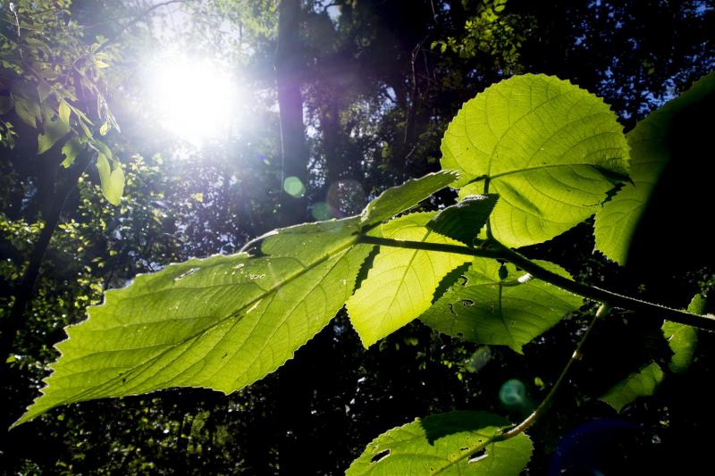 Giant Stinging Tree leaves.