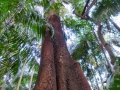 Rainforest giants rise above the Piccabeen Palms