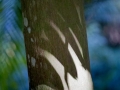 Shaded patterns on palm trees.