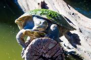 Brisbane River Turtle, Univeristy of Queensland ponds.