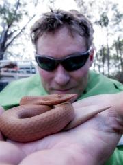 Burtons Snake Lizard.