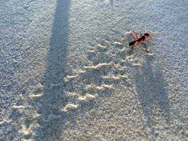 Bulldog ant, Wooli