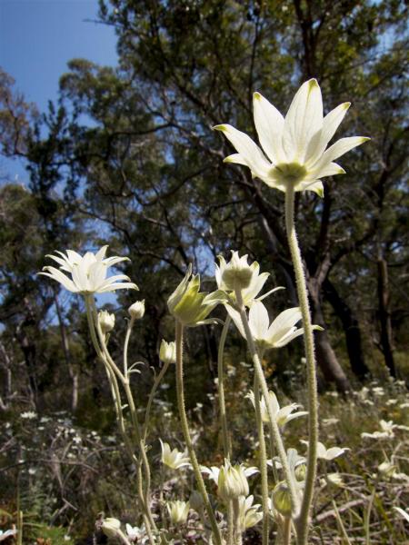 Flannel Flowers, Yuraygir NP.