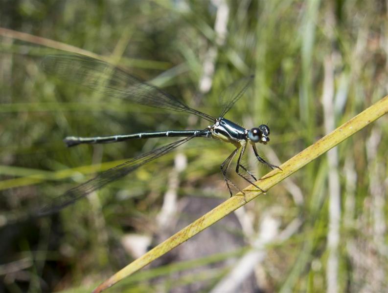 Coastal Flatwing (Griseargiolestes albescens), Wooli River.