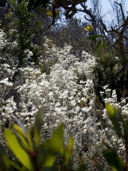 Flannel Flowers, Yuraygir NP.