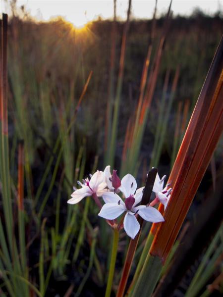 Flowers and grass-trees after fire, Yuraygir NP.