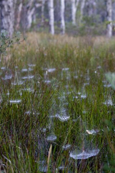 Early-morning spiderwebs in heath, Yuraygir NP, Wooli.