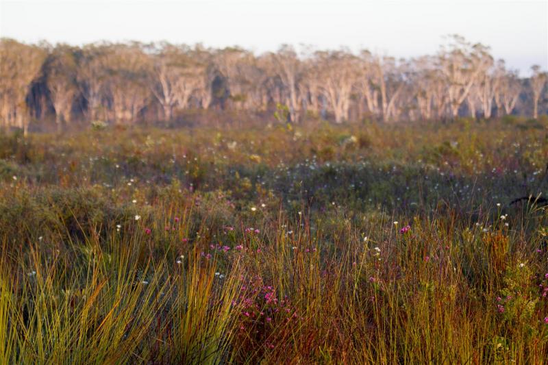 Coastal heath, Yuraygir NP, Wooli.