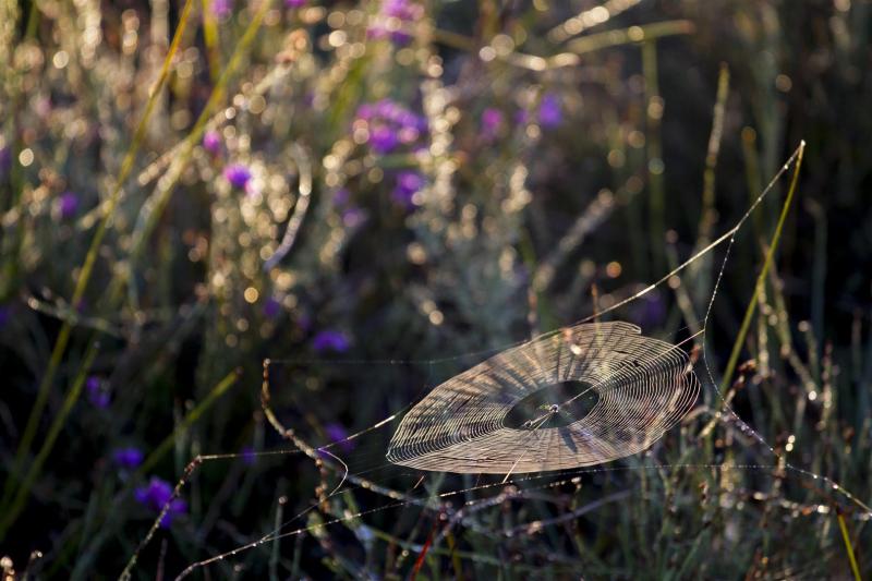 Spiderwebs in heath, Yuraygir NP, Wooli.