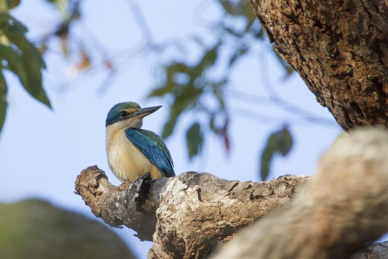 Sacred Kingfisher, Yuraygir NP, Wooli.