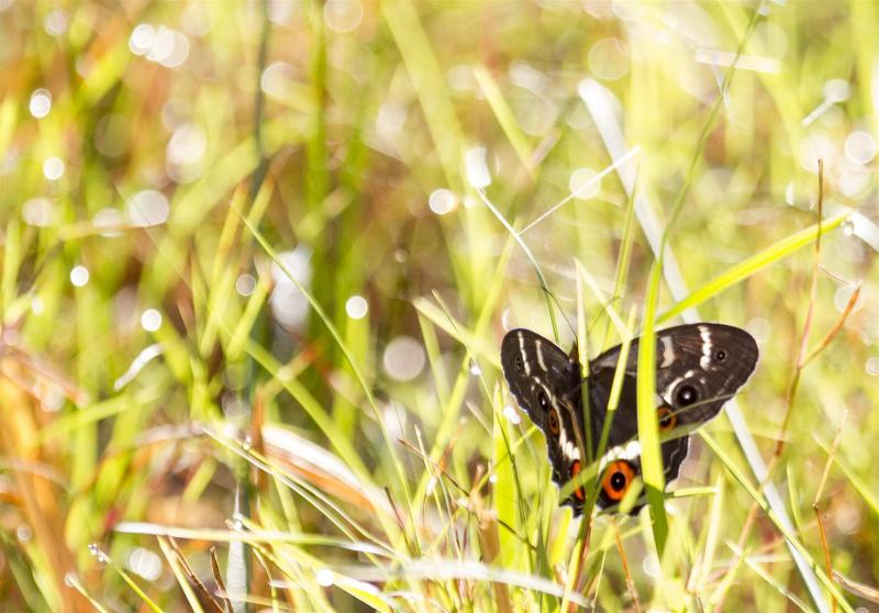 Sword Grass Brown (Tisiphone abeona morrisi), Yuraygir NP, Wooli.