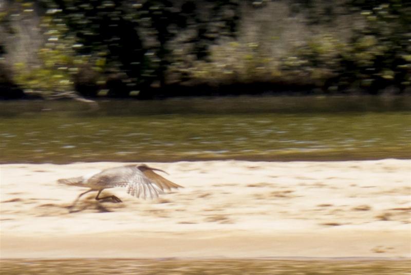 Eastern Curlews in flight, Wooli River.