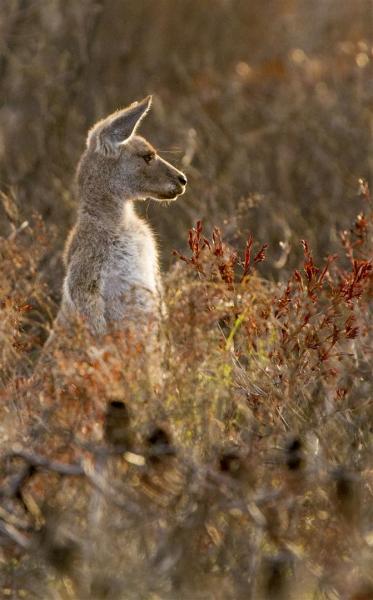 Grey Kangaroo, Yuraygir National Park, Wooli.