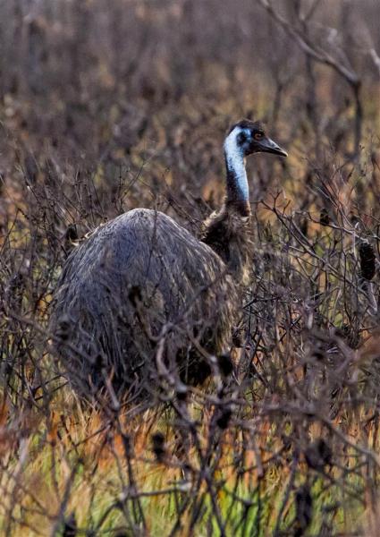 Endangered coastal emu, Yuraygir National Park, Wooli.