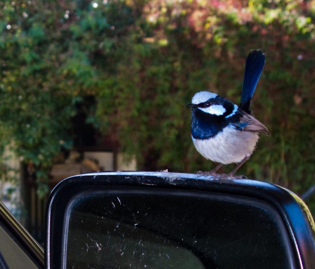 Superb Fairy-wren - male bird.