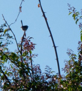 Up early - the male calls loudly from the Bouganvillea on the shed.