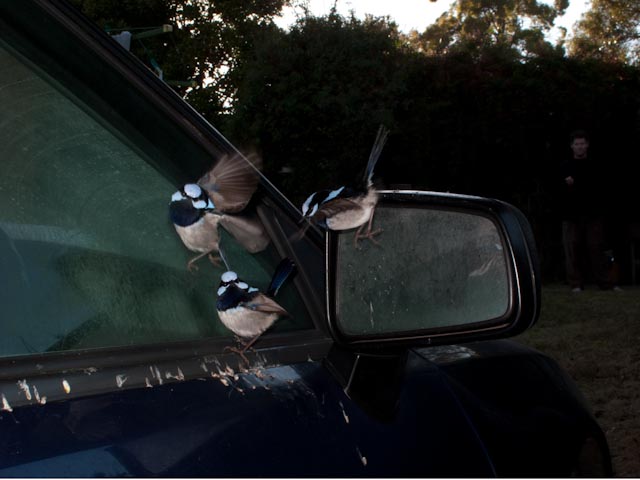 The sun's barely up - the windows are all frosty - how frustrating for a bird! (Three images merged).