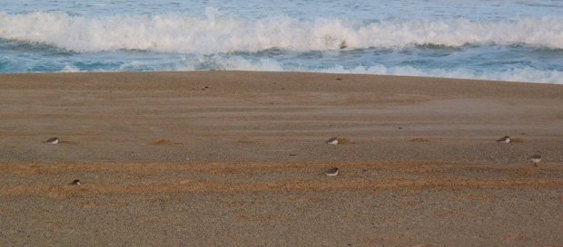 Red-capped plovers in footprints in sand.