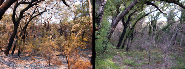 Before and after fires