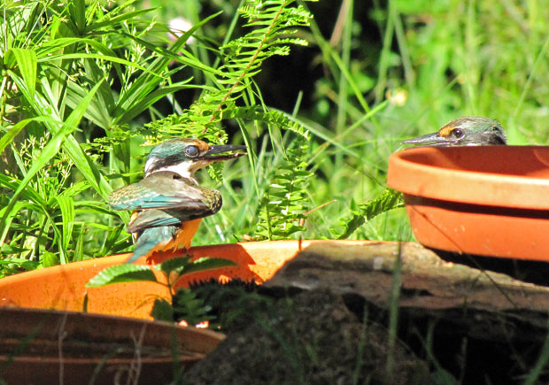 Sacred Kingfishers at bird bath